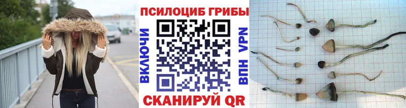 Купить закладки  Кингисепп  Псилоцибиновые грибы GOLDEN TEACHER 